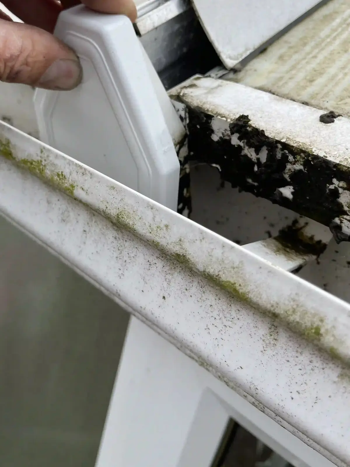 Moss and grime on a glazing bar cap of an old conservatory roof